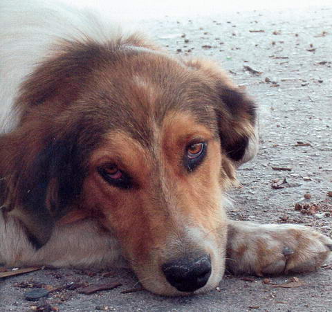 Zvieratka